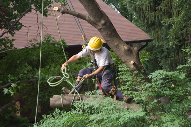 Best Lawn Irrigation Installation and Maintenance  in Tunnel Hill, GA