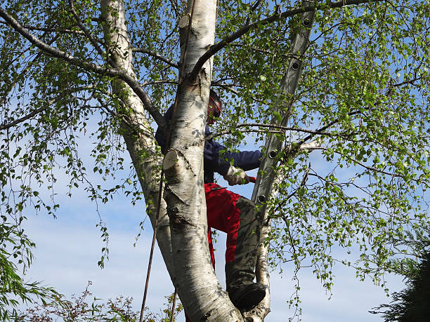 Tree and Shrub Care in Tunnel Hill, GA